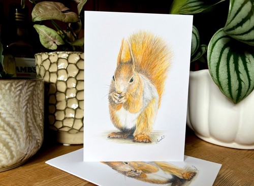 Rotes eichhörnchen - rotes,