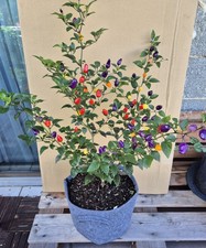 Chilisamen Chinese Five Color fünffarbiger Chili neue Ernte Schärfegrad 8 - 9?️