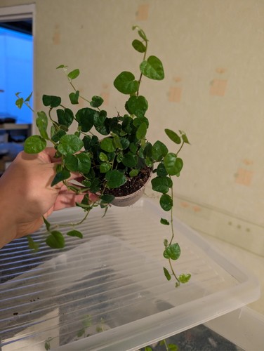 Ficus pumila rankpflanze für - ficus,