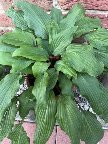 Funkien hosta ableger - hosta,