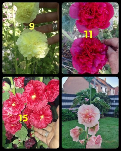 Stockrosen alcea rosea samen - stockrosen,