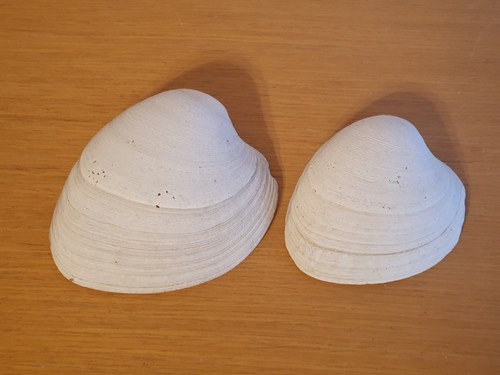 Große natürliche muschel als - muschel,