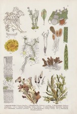 Flechten Renntierflechte Bartflechte Getreiderost LITHOGRAPHIE von 1909 Botanik
