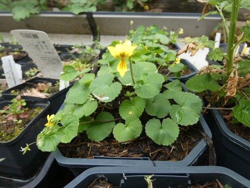 Viola biflora gelbes - biflora,