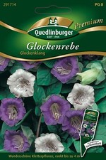 Glockenrebe glockenklang samen - glockenrebe,