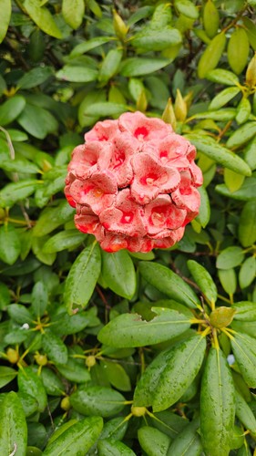 Keramik hellrote blüte - keramik,