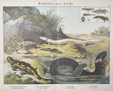 Antique Graphic Fauna