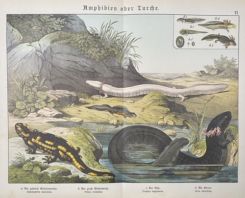 Antike grafik fauna amphibien - antike,