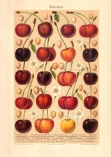 Kirschen historischer Druck Chromolithographie ca. 1905 antike Bildtafel Botanik