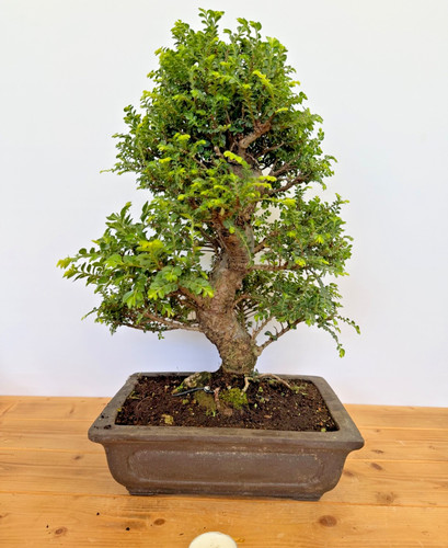 Bonsai ulmus parvifolia seiju - bonsai,