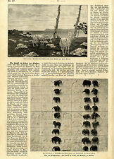 Berliner Ausstellung "Die Kunst im Leben des Kindes" im Haus der Sezession 1901