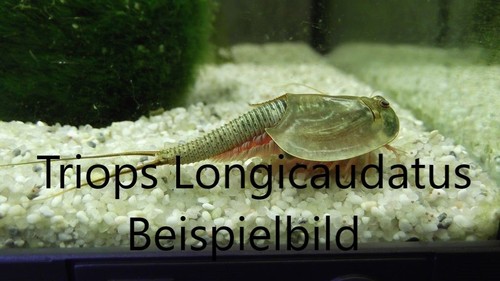 Triops longicaudatus eier - longicaudatus, ca
