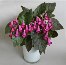 Smithicodonia Heartland´s  Joy, 3 Rhizome , Zimmerpfl., Achimenes, pflegel.