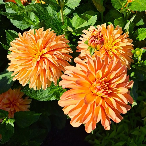 Dahlien - ,