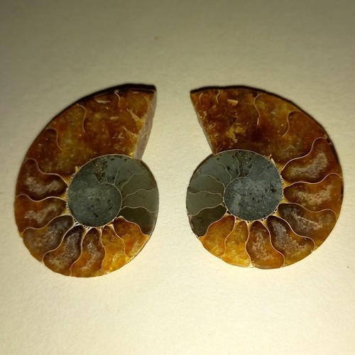 Cleoniceras besairei paar - cleoniceras,