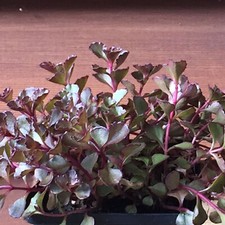 Rote Fetthenne Sedum spurium