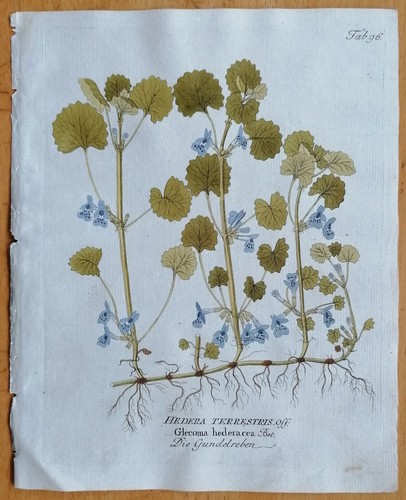 Vietz icones plantarum - vietz,