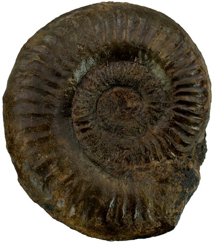 Lias grammoceras thouarsense - ,