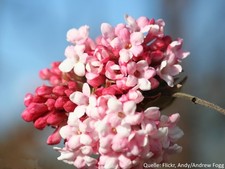 Winterschneeball Schneeball