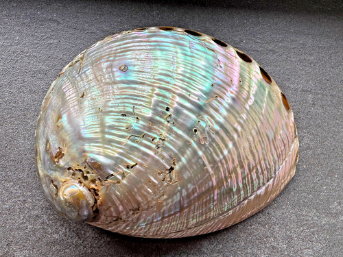 Große abalone muschel - große,