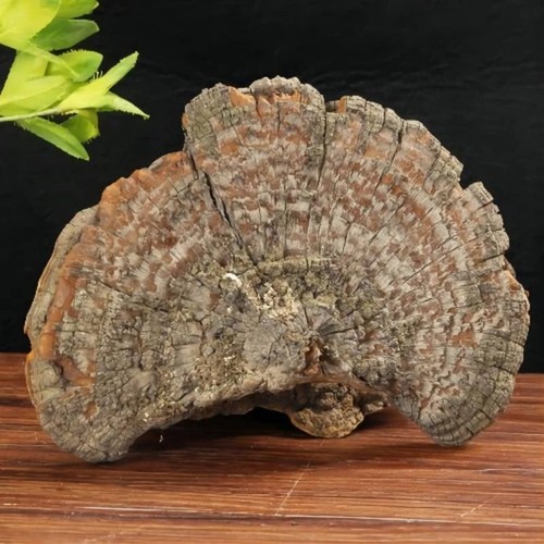 Huaier pilz extrakt kilo - pilz,
