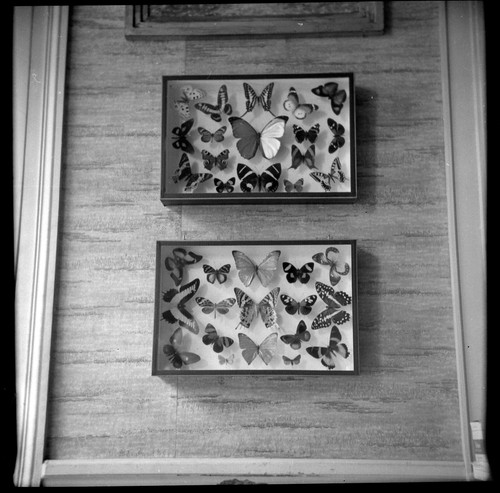 Nature morte schmetterlinge - morte,