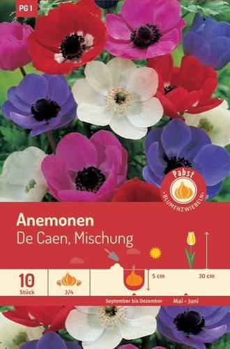 Herbstblumenzwiebeln anemonen - herbstblumenzwiebeln,