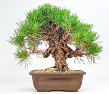 Bonsai Schwarzkiefer - Pinus