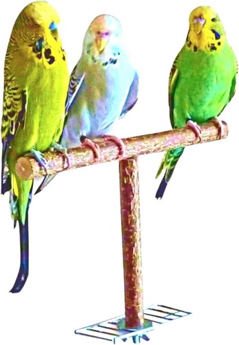 Vogelgaleria®