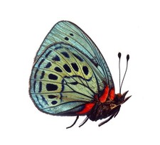 LEPIDOPTERA, NYMPHALIDAE