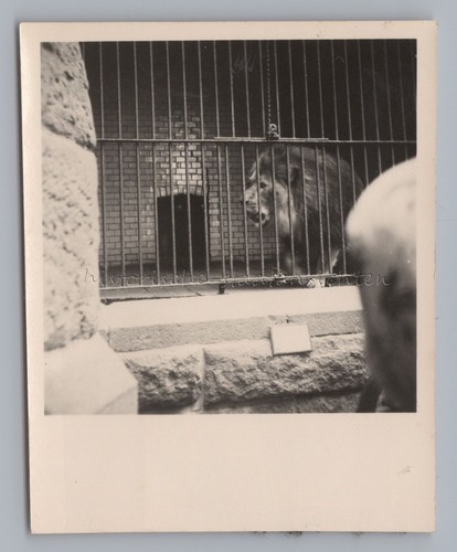 Leipzig 1954 zoo - -,