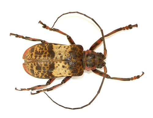 Coleoptera cerambycidae - coleoptera,,