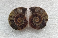 Ammoniten  Fossilien Schnecke