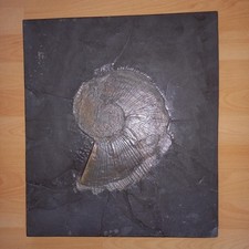 Schieferplatte - Ammonit zum