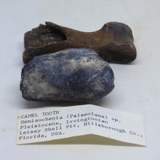 Fossil Kamelzahn und Knochen Eiszeit Pleistozän Florida USA Display + Ständer