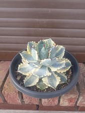 Agave Isthmensis Kabutogani