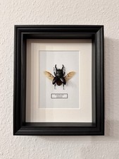 Echter Hirschkäfer Käfer