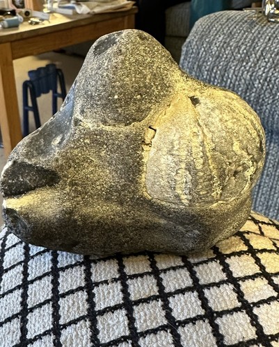 Seeigel fossil north norfolk - seeigel,