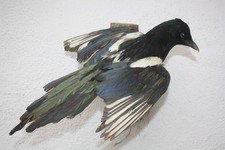 Tierpräparat Elster, Jagd