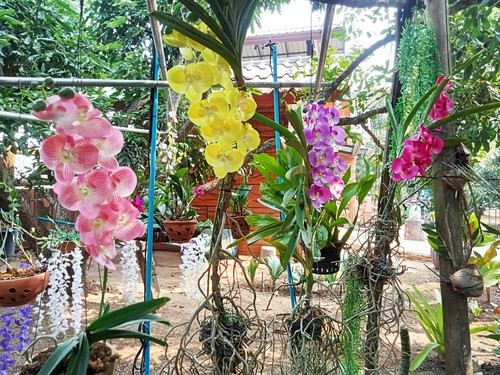 Künstliche orchideen wie - orchideen, echt