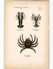Antike Handkolorierte Lithographie Grafik 19 Jh. , Tiere, Krabben, Krebstiere