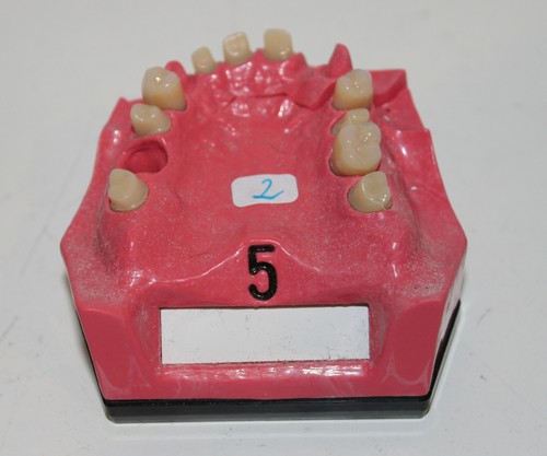 Dent schaumodell 5 - dent,