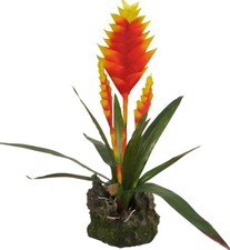Lucky reptile bromelie - lucky,
