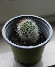 Kaktus - Ableger ( bereits 1