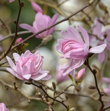 Kleine Sternmagnolie Georg