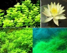 Teichpflanzen Sortiment Seerose winterhart immergrüne Wasserpflanzen Pflanze Set