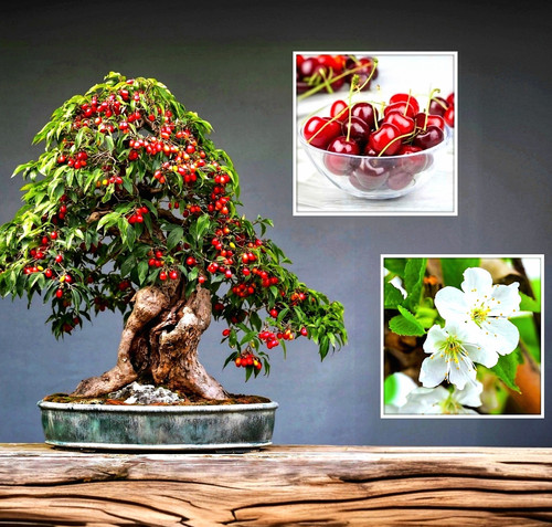 35x bonsai samen - samen,