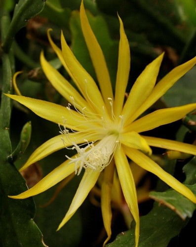 Epiphyllum blattkakteen - epiphyllum,