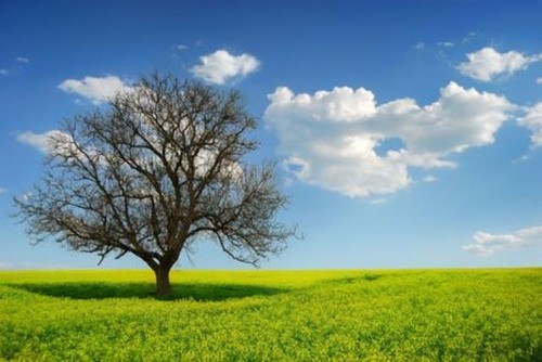 Wandbild einsamer baum - wandbild:,