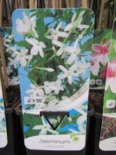 Jasminum officinale - weißer - echter Jasmin - Pflanze 30-50cm - Winterhart